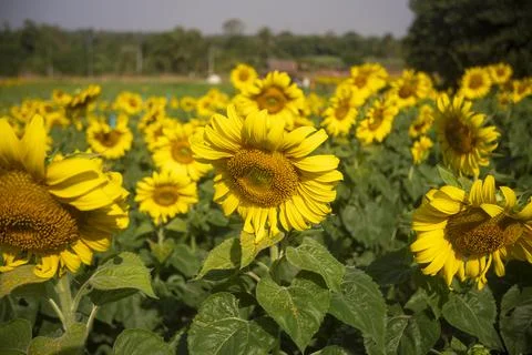 Sunflowers Stock Photos