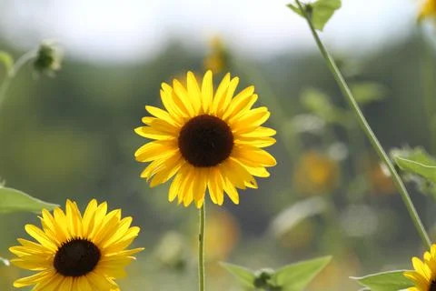 Sunflowers Stock Photos