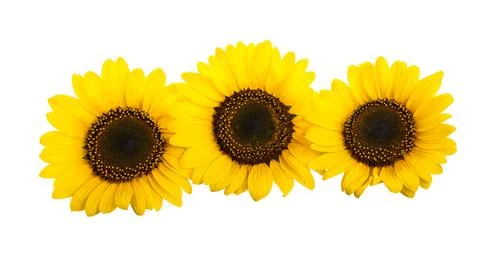 Sunflowers Stock Photos