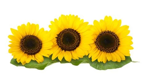 Sunflowers Stock Photos