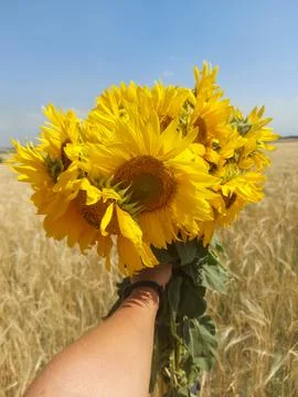 Sunflowers Stock Photos