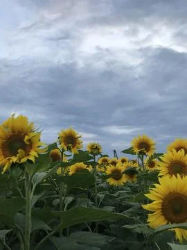 Sunflowers Stock Photos