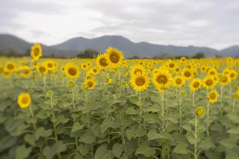 Sunflowers Stock Photos