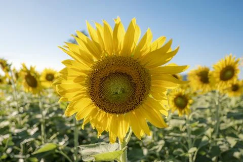 Sunflowers Stock Photos