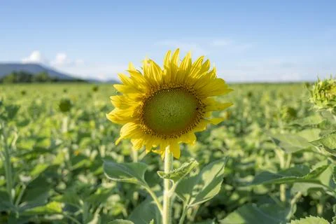 Sunflowers Stock Photos