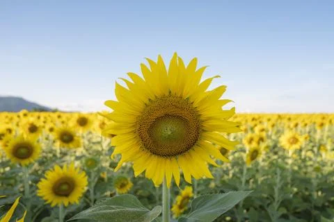 Sunflowers Stock Photos