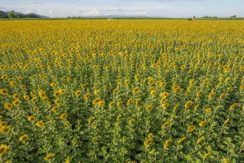Sunflowers Stock Photos