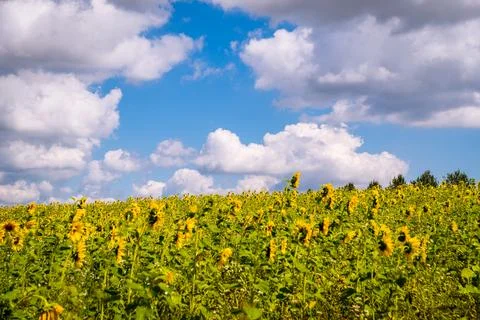 Sunflowers Stock Photos