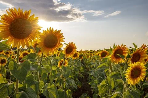 Sunflowers Stock Photos