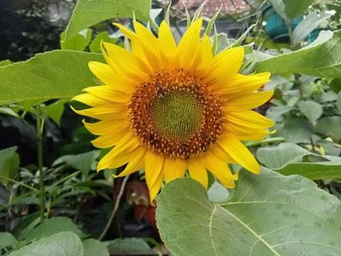 Sunflowers Stock Photos