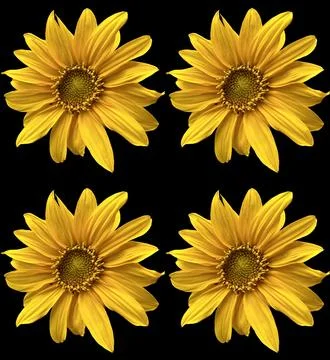 Sunflowers Stock Photos