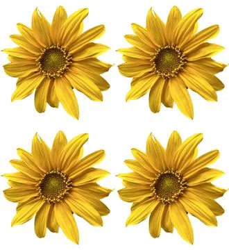 Sunflowers Stock Photos