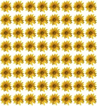 Sunflowers Stock Photos