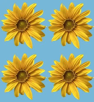 Sunflowers Stock Photos