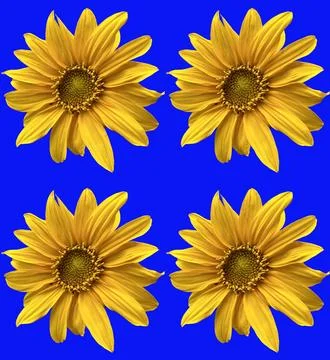 Sunflowers Stock Photos