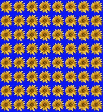 Sunflowers Stock Photos