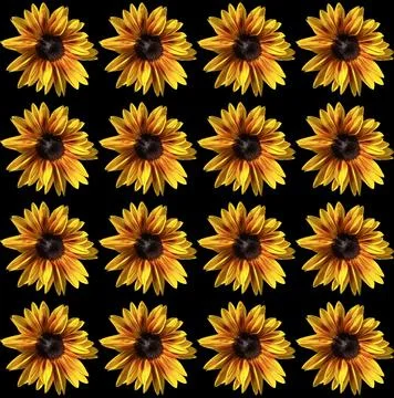 Sunflowers Stock Photos