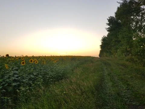 Sunflowers Stock Photos