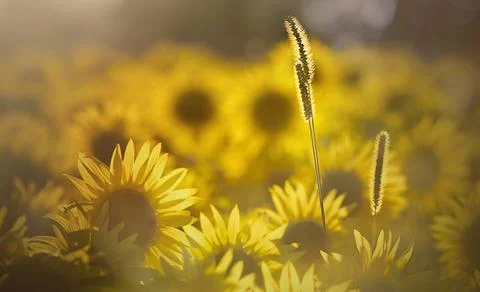 Sunflowers Stock Photos