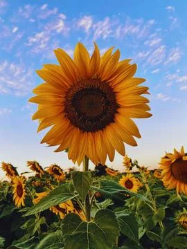 Sunflowers Stock Photos