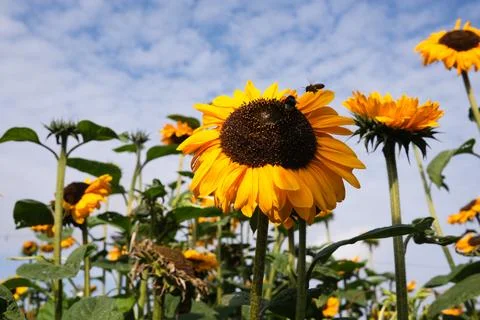 Sunflowers Stock Photos