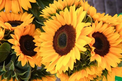 Sunflowers Stock Photos