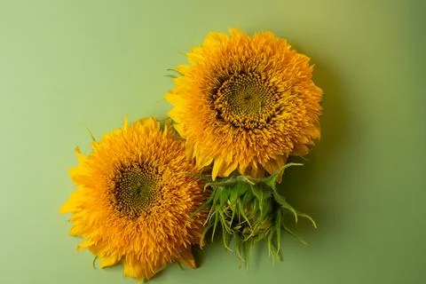 Sunflowers Stock Photos