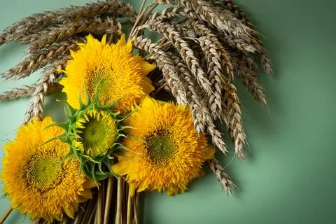 Sunflowers Stock Photos