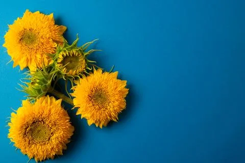 Sunflowers Stock Photos