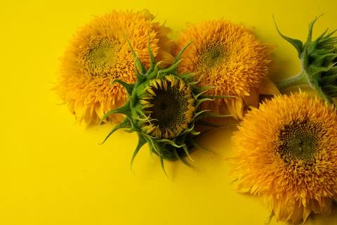 Sunflowers Stock Photos