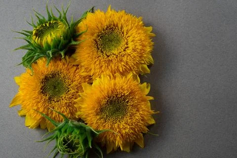 Sunflowers Stock Photos