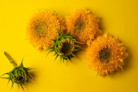 Sunflowers Stock Photos