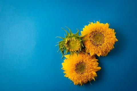 Sunflowers Stock Photos