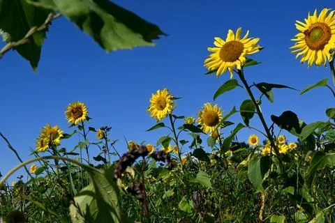Sunflowers Foto stock