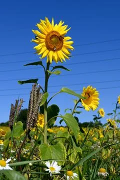 Sunflowers Foto stock