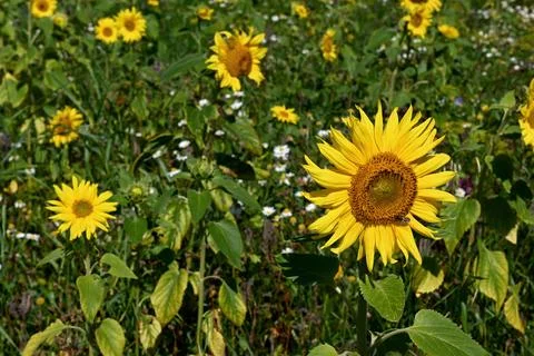 Sunflowers 库存照片