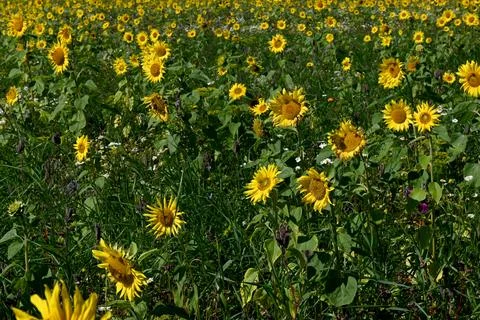Sunflowers Foto stock