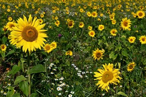 Sunflowers Foto stock