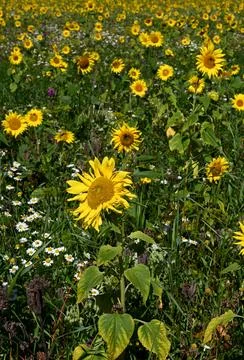 Sunflowers Stockfoto's
