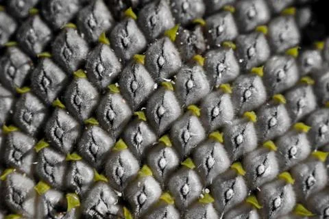Sunflowers pips 스톡 사진