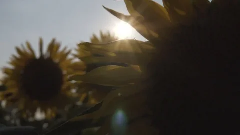 Sunflowers Plant Backlight 库存影片 77971591