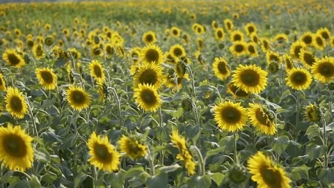 The Sunflowers Plant Vidéo 77971504