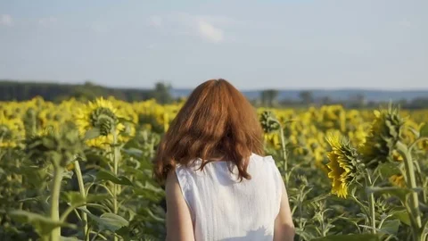 Sunflowers Plant Run 库存影片 77971374