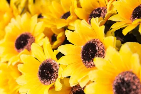 Sunflowers  plastic Stock Photos