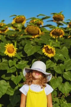 Sunflowers portrait Stock Photos