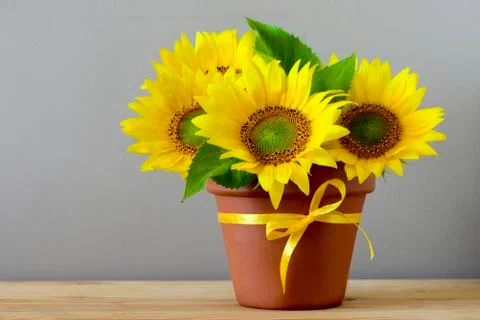 Sunflowers in a pot on a table Stock Photos