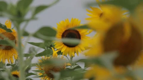 Sunflowers with rack focus 스톡 동영상 8508981