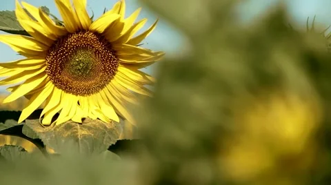Sunflowers. Rack focus. Vídeo Stock 43321546