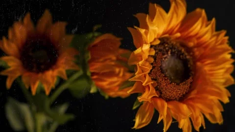 Sunflowers rain black background Video stock 205475631