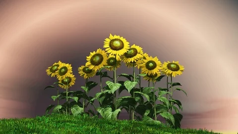 Sunflowers with rainbow sky Stock-Footage 98766549